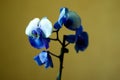 Phalaenopsis /ÃÅblue / Blume 1825, known as moth orchids, abbreviated Phal in the horticultural trade, [2] an orchid Royalty Free Stock Photo